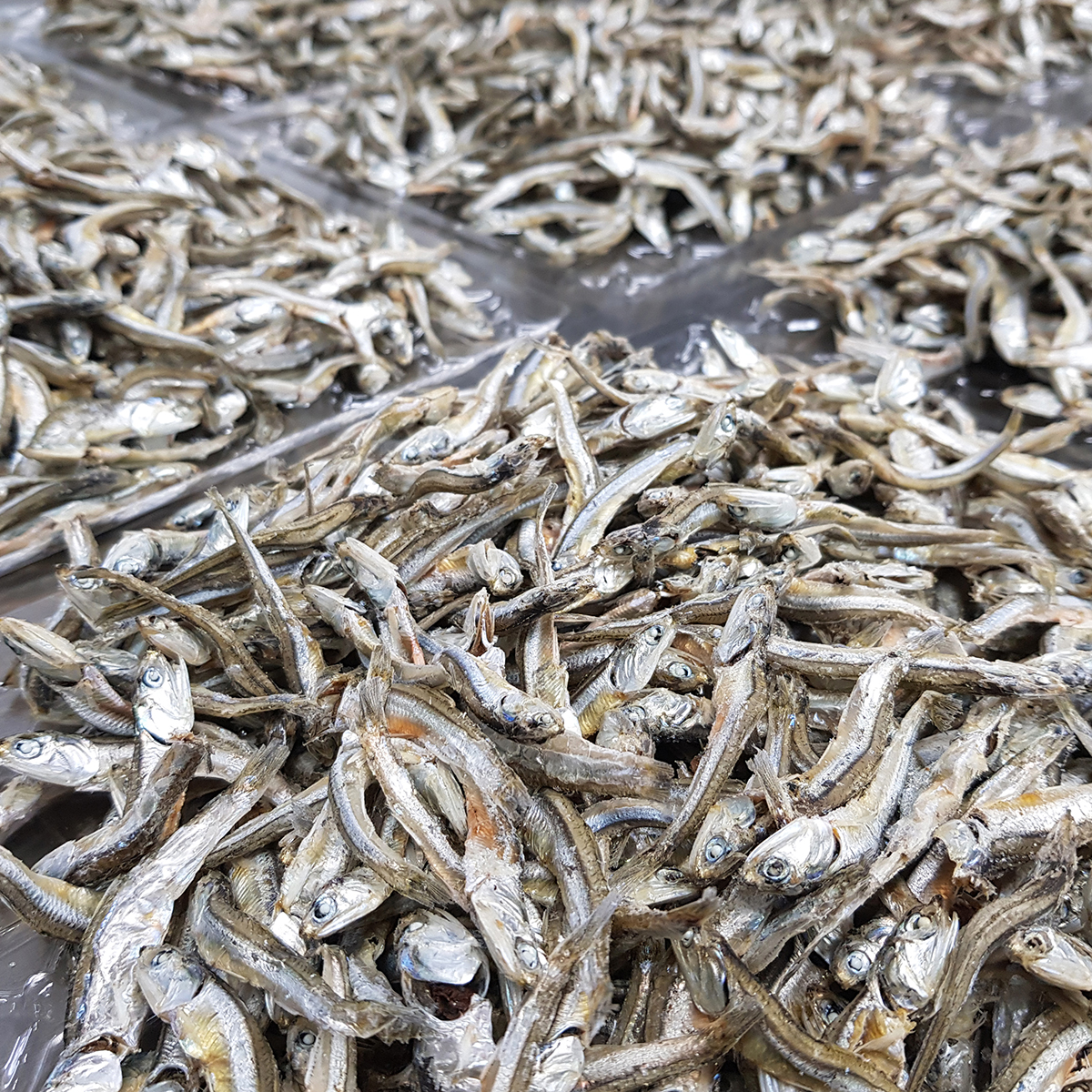 국내산 상급 중멸치 고주바 고바멸치 고추장 다시 국물 멸치 500g, 1개 - 상세 이미지 5