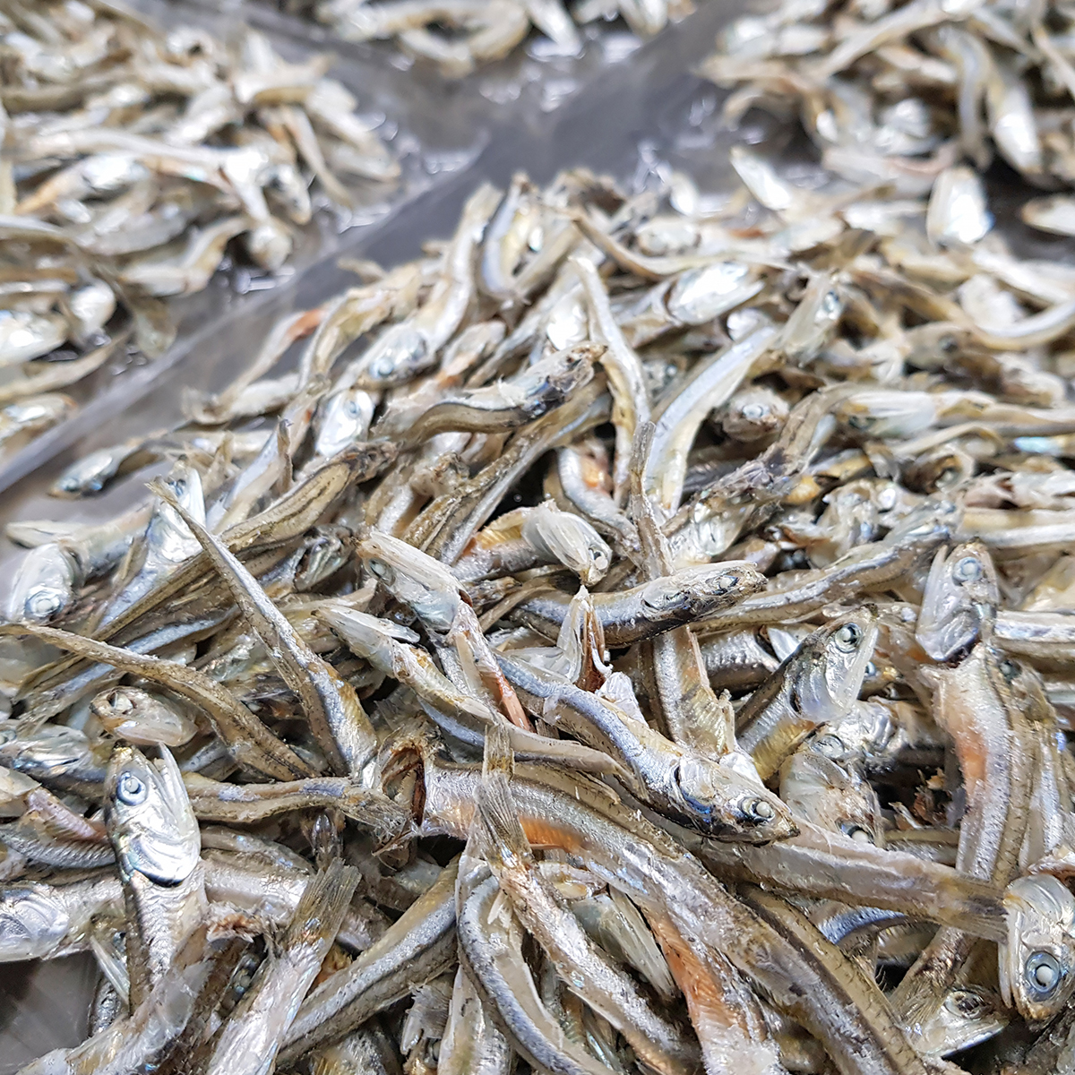 국내산 상급 중멸치 고주바 고바멸치 고추장 다시 국물 멸치 500g, 1개 - 상세 이미지 2