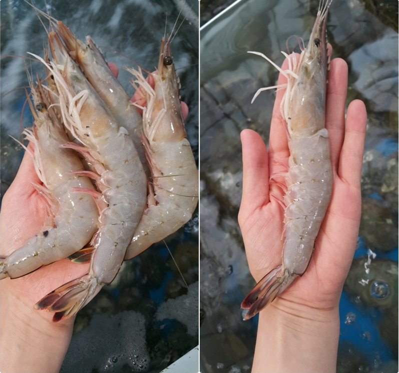 자연산대하 암대하 5-15마리 대하새우 왕새우