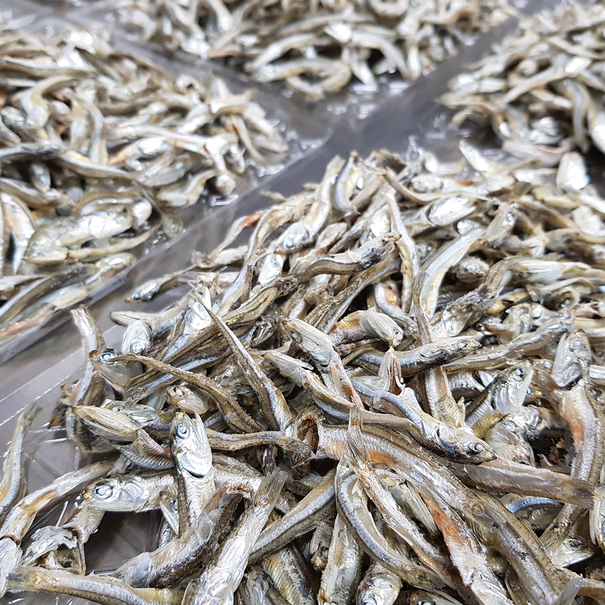 국내산 상급 중멸치 고주바 고바멸치 고추장 다시 국물 멸치 1.5kg, 1개 이미지 6