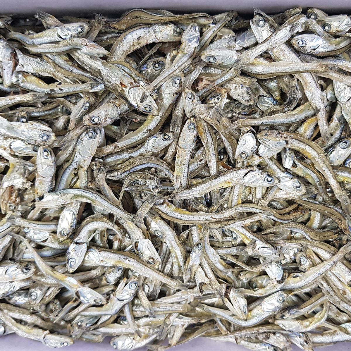 국내산 상급 중멸치 고주바 고바멸치 고추장 다시 국물 멸치 500g, 1개 - 상세 이미지 4