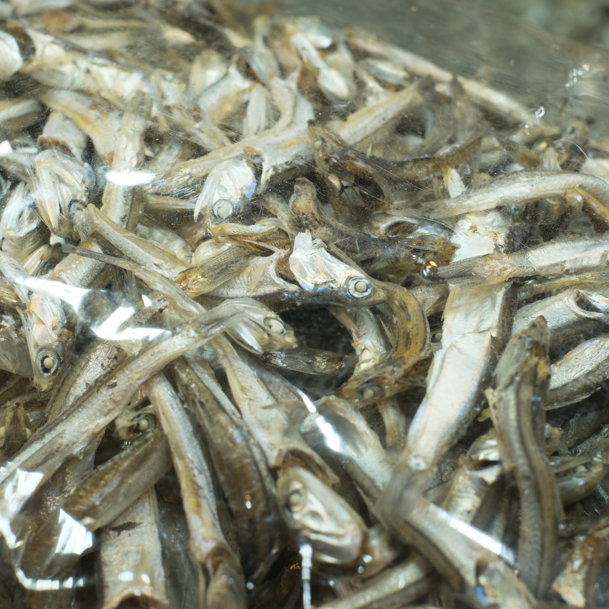 [계양구 배달] 바다향 가득 완도특주바다시 1.5kg [계산 미스터황건어물] : 동네시장 장보기