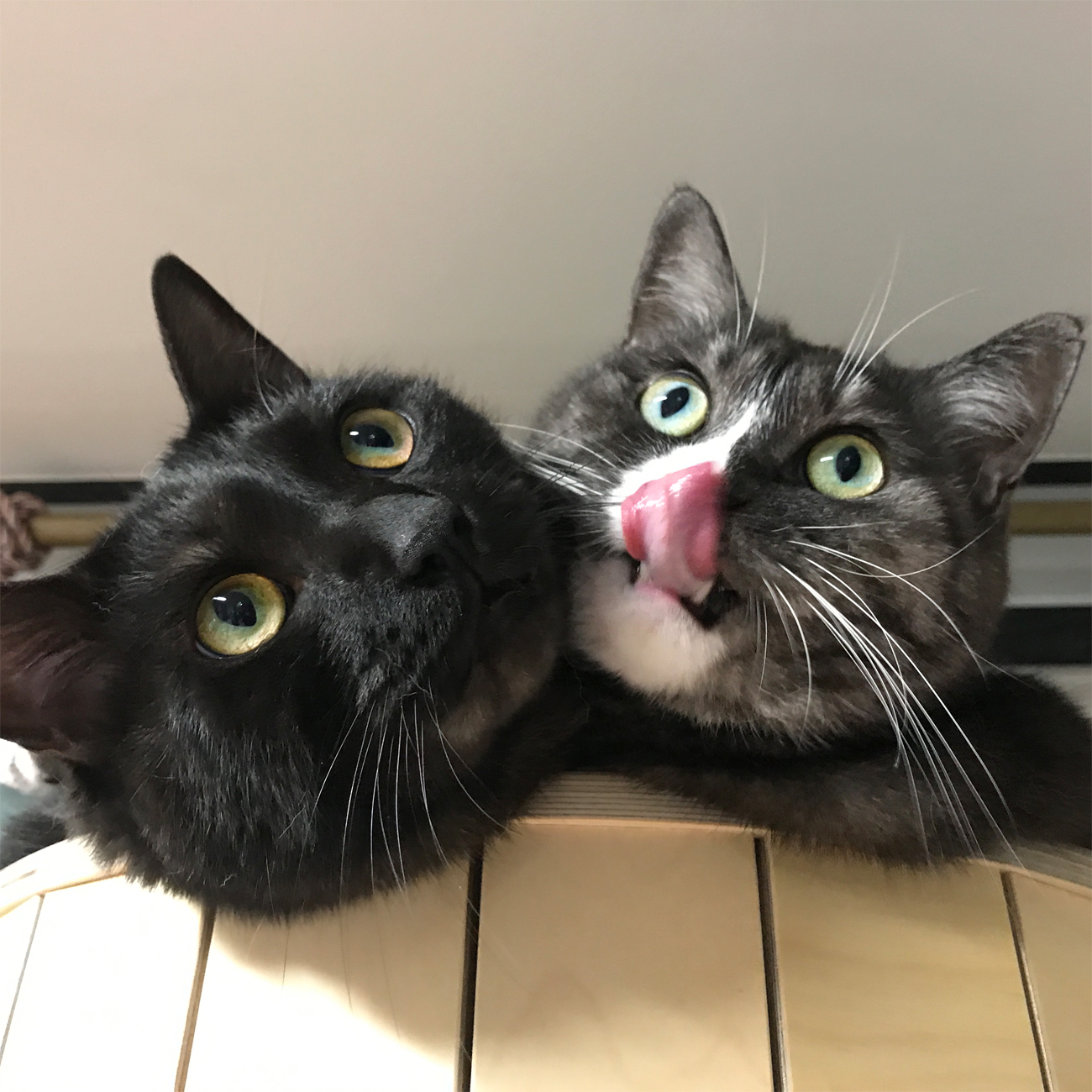 오비유 스토어 로고