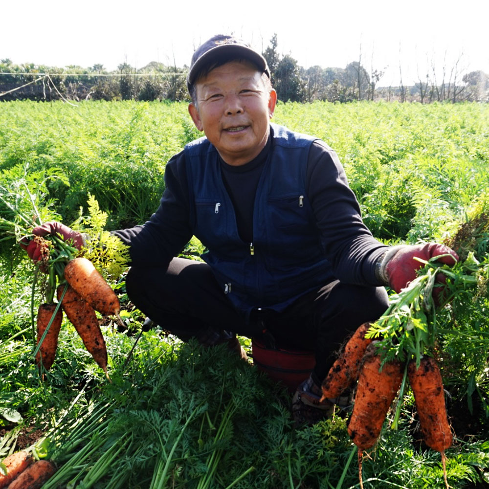 제주 구좌 당근 흙 세척 국내산 주스용 쥬스용 산지직송 대용량 5kg 10kg