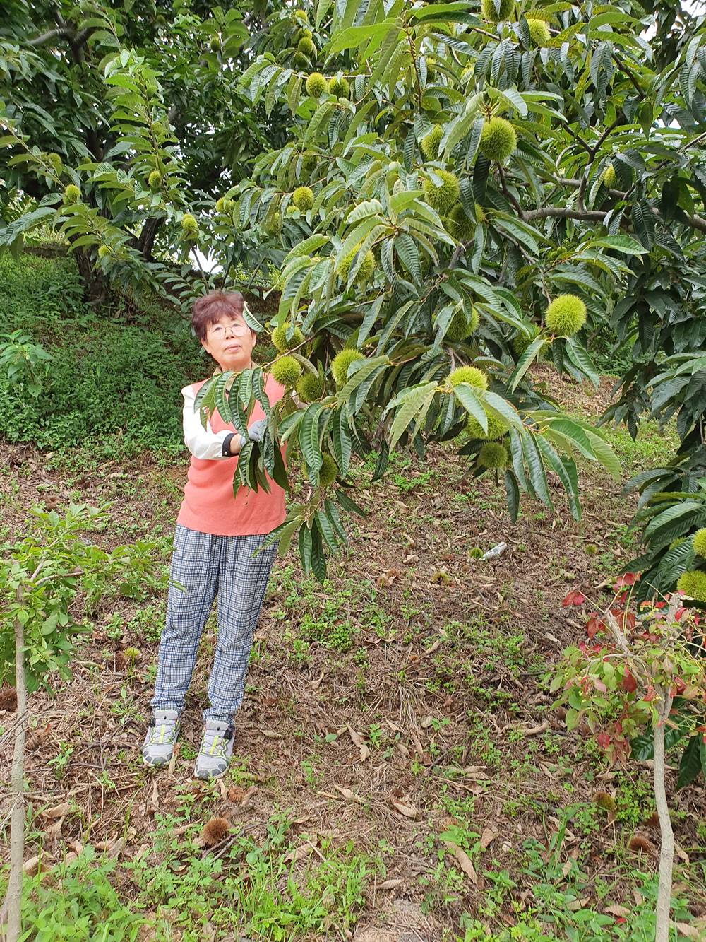 노루골부여알밤 특1kg - 상품 이미지