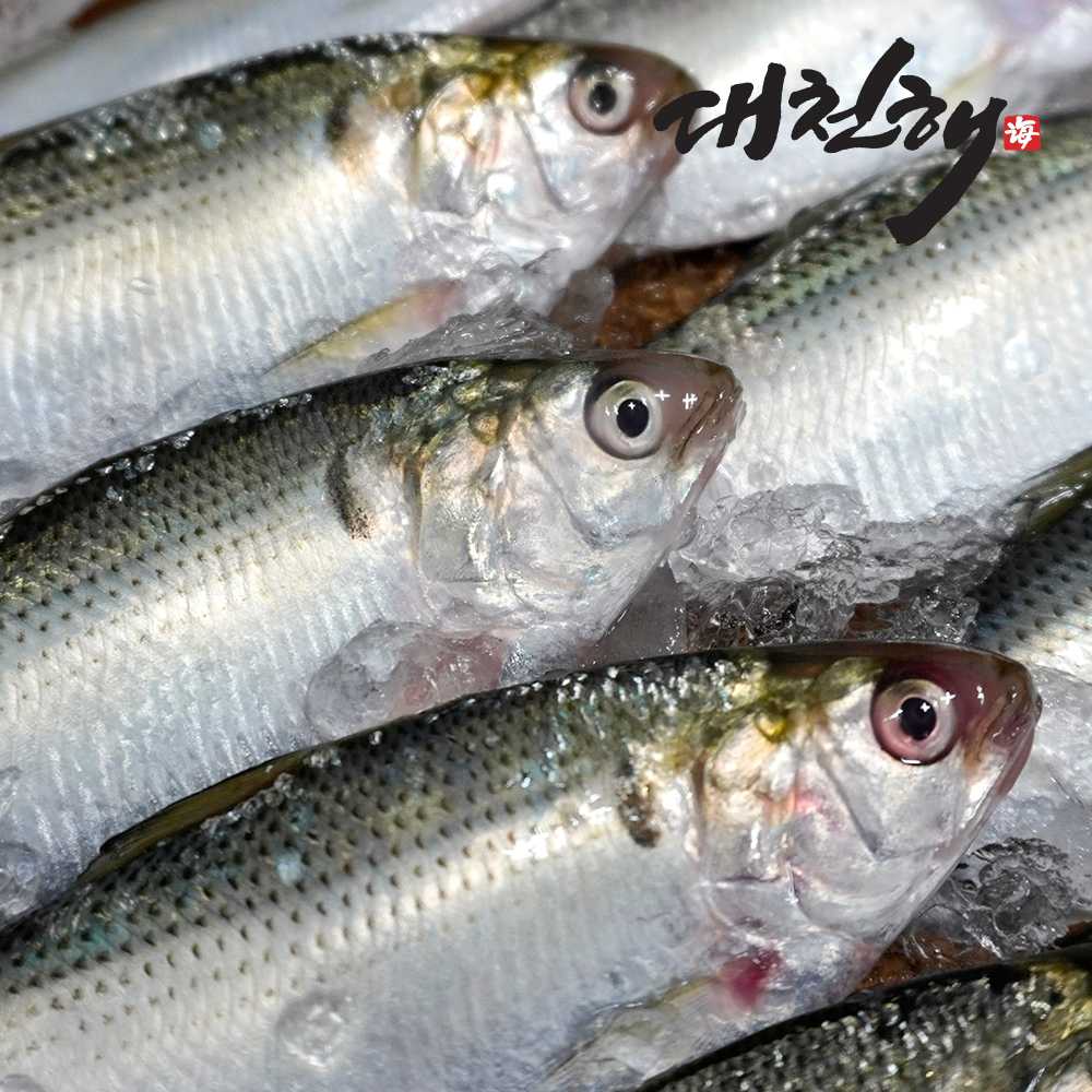 서해안 가을전어 구이용 500g