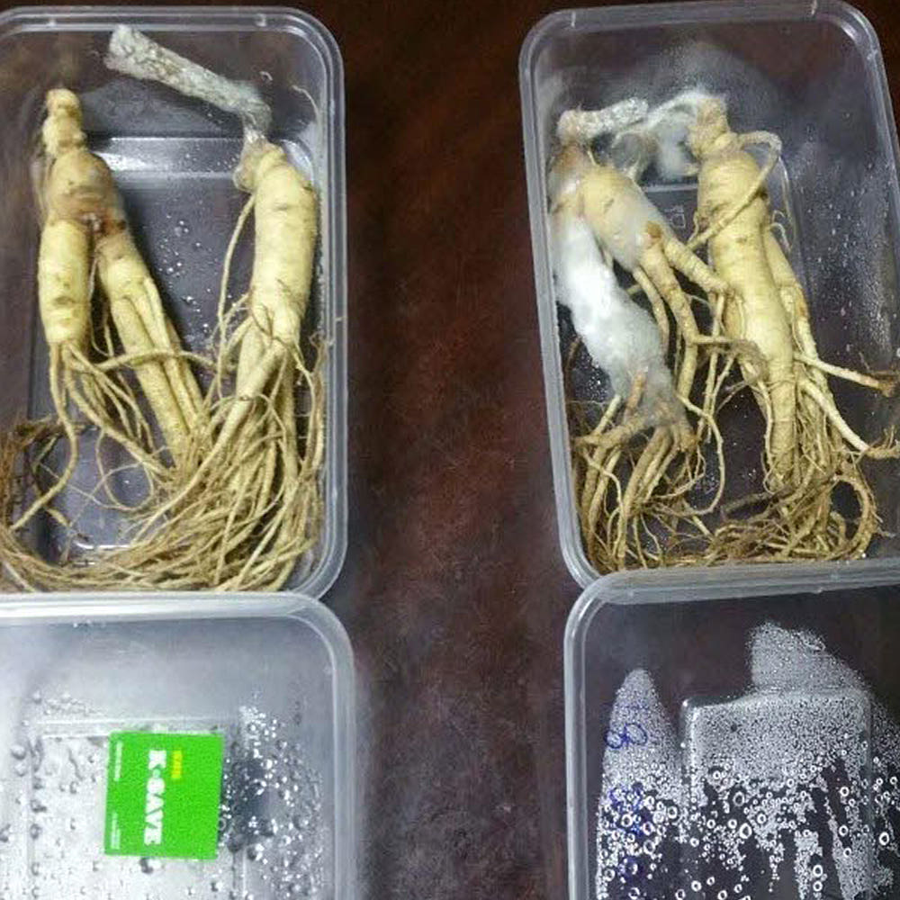 신선도 비교 사진