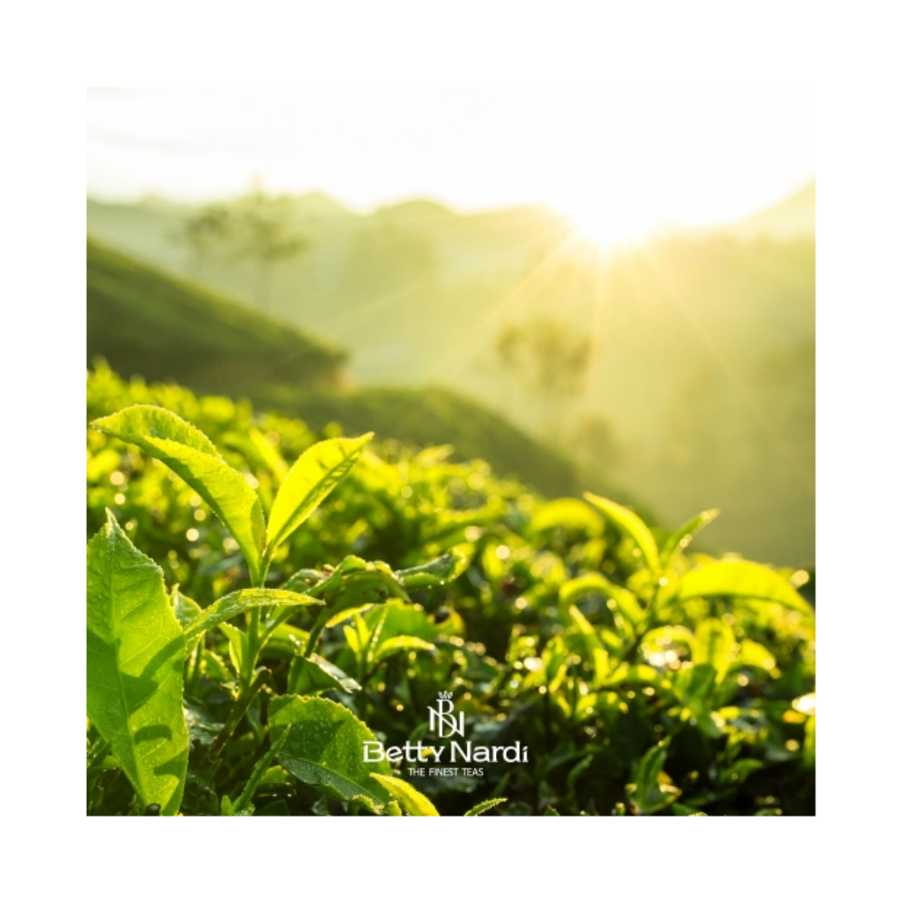 녹차 30티백 국산 제주도 녹차 국내산 베티나르디 피라미드 삼각 그린티 - 상세 이미지 4