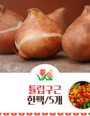 푸른묘목농원 튤립구근 12종 한팩5개