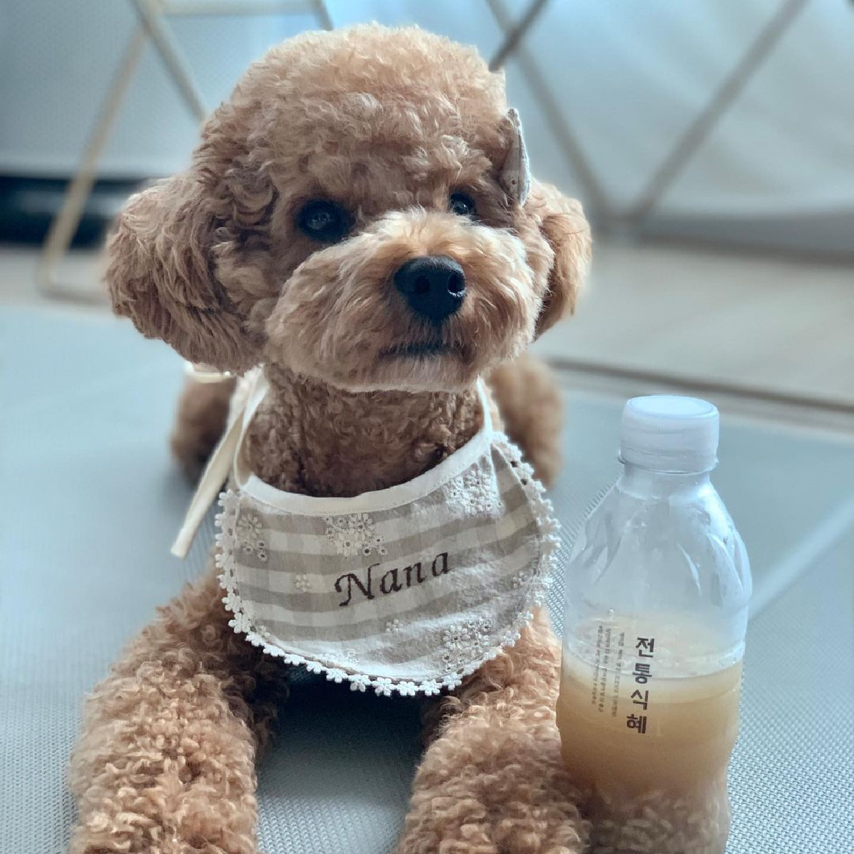 위닝푸드 강아지 소불고기 화식 반려견 수제 간식 사료 다이어트 알러지 습식