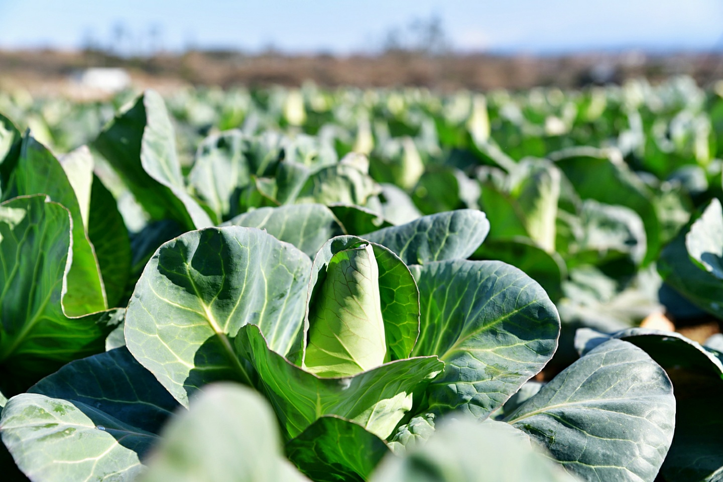 하루제주 고깔 양배추즙 NFC 저온착즙 100% 액기스 진액 주스 80ml, 30개 이미지 2