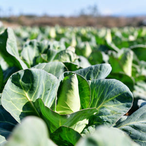 하루제주 고깔 양배추즙 NFC 저온착즙 100% 액기스 진액 주스 80m... 맛있게 먹은 솔직 후기 - 상품 이미지 2