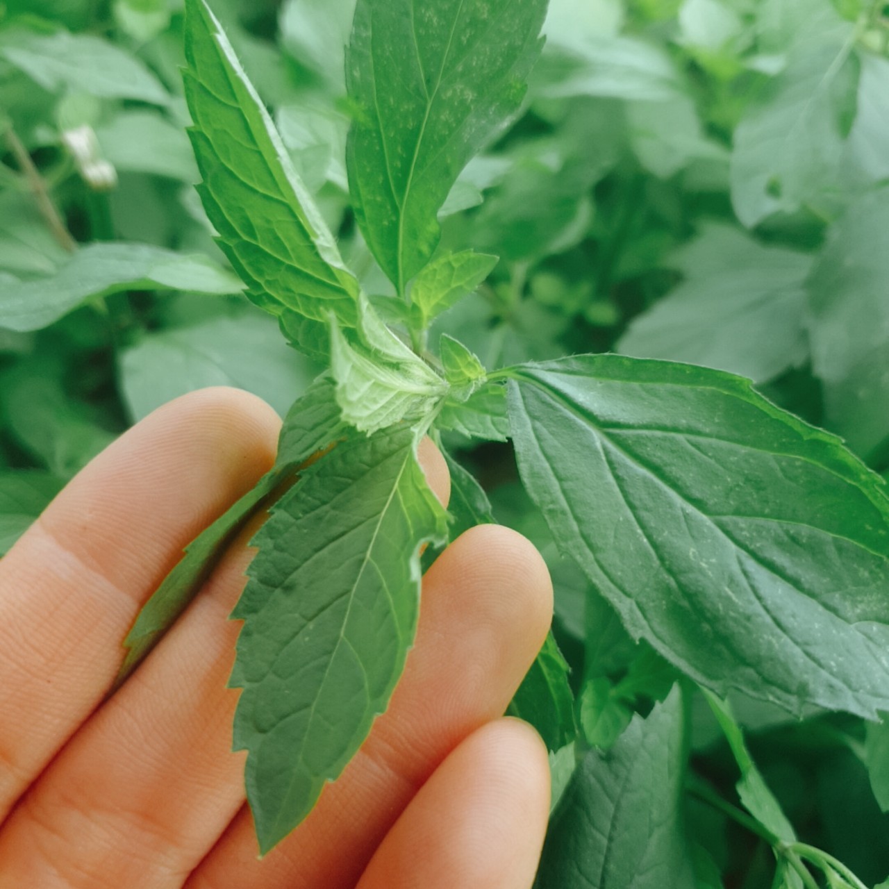 꽃차시대 스테비아 잎차 허브티 10g 팩포장 - 상세 이미지 4
