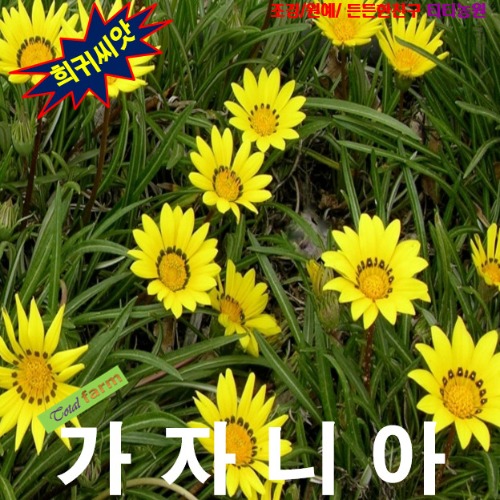 (씨앗) 노지월동 가자니아(태양국) 콜로라도골드 20립 : 올드마마