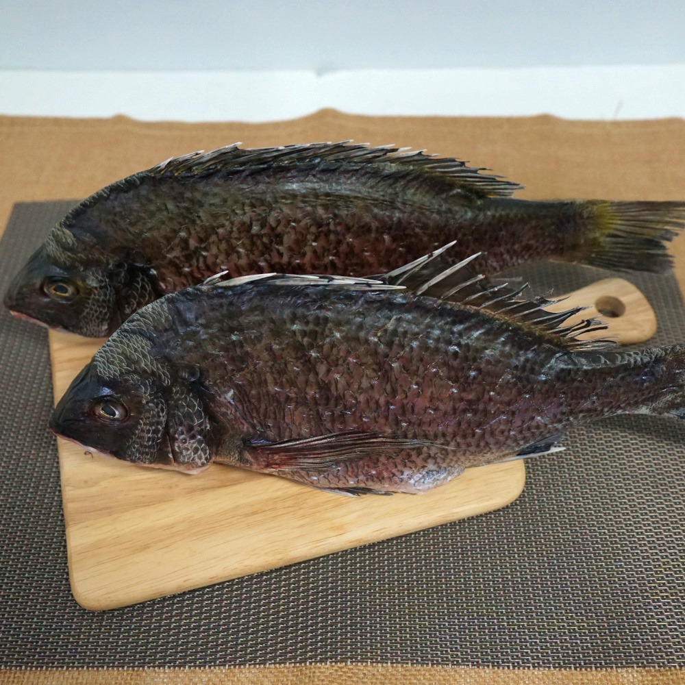 삼천포 국내자연산 반건조 감성돔(중) 1미