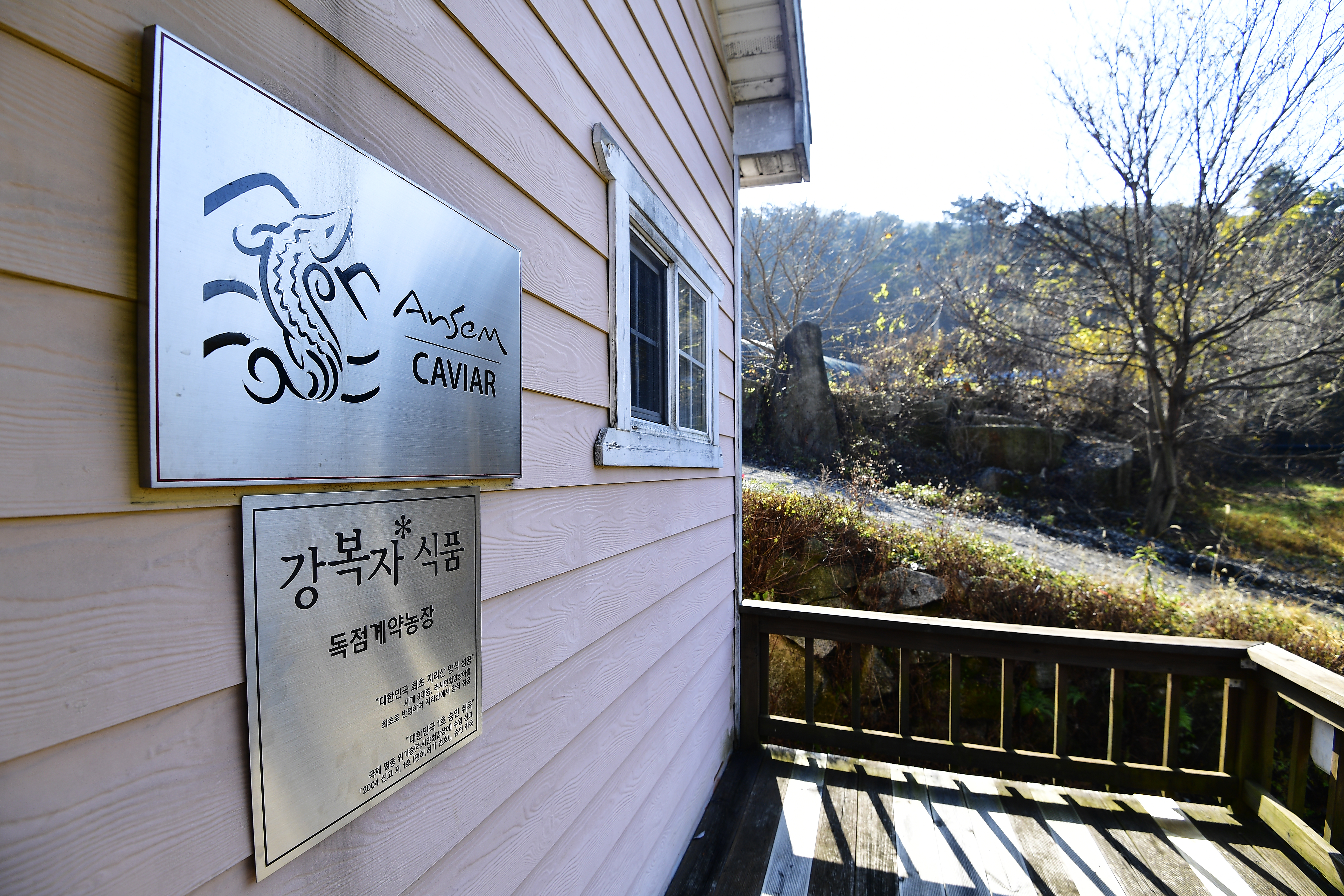 철갑상어즙 운동선수보양식 철갑상어 진액 효능 - 상세 이미지 3