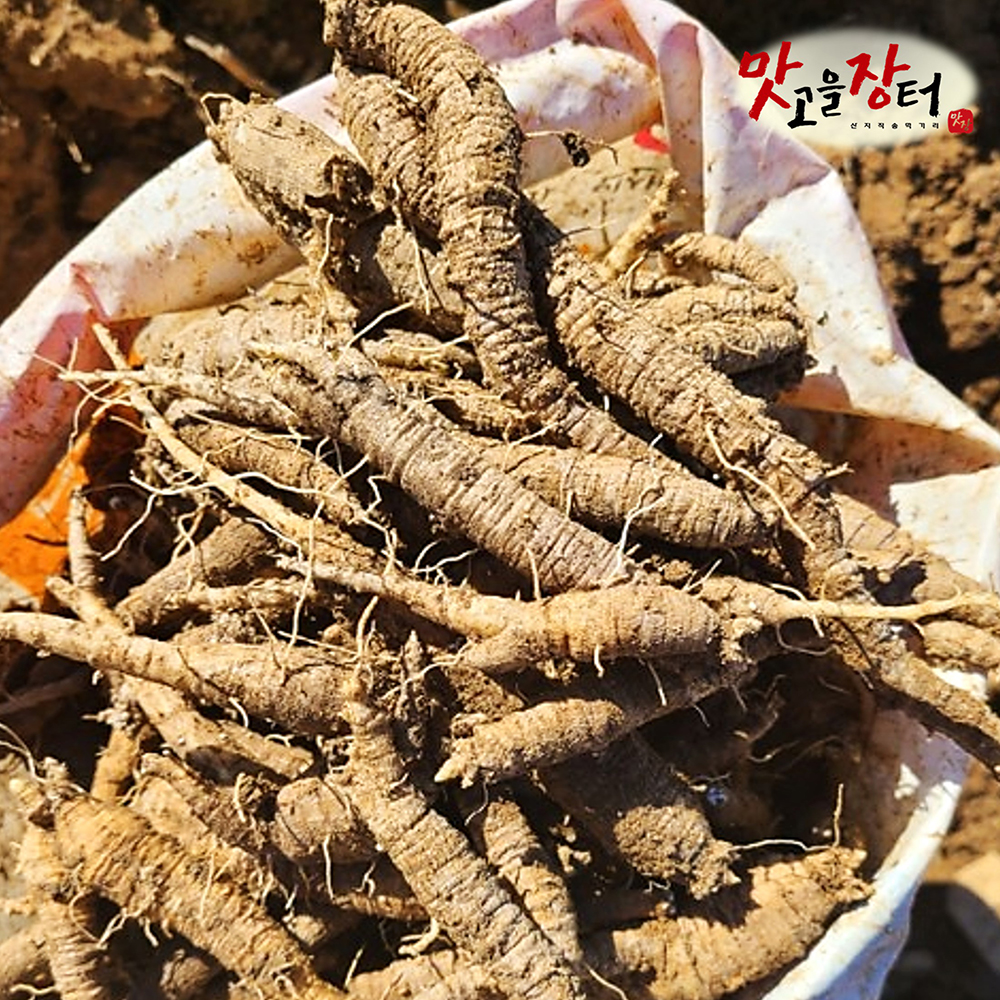 깐더덕 산더덕 강원도 정선 생더덕 햇더덕 국산 흙 파지 - 메인 이미지