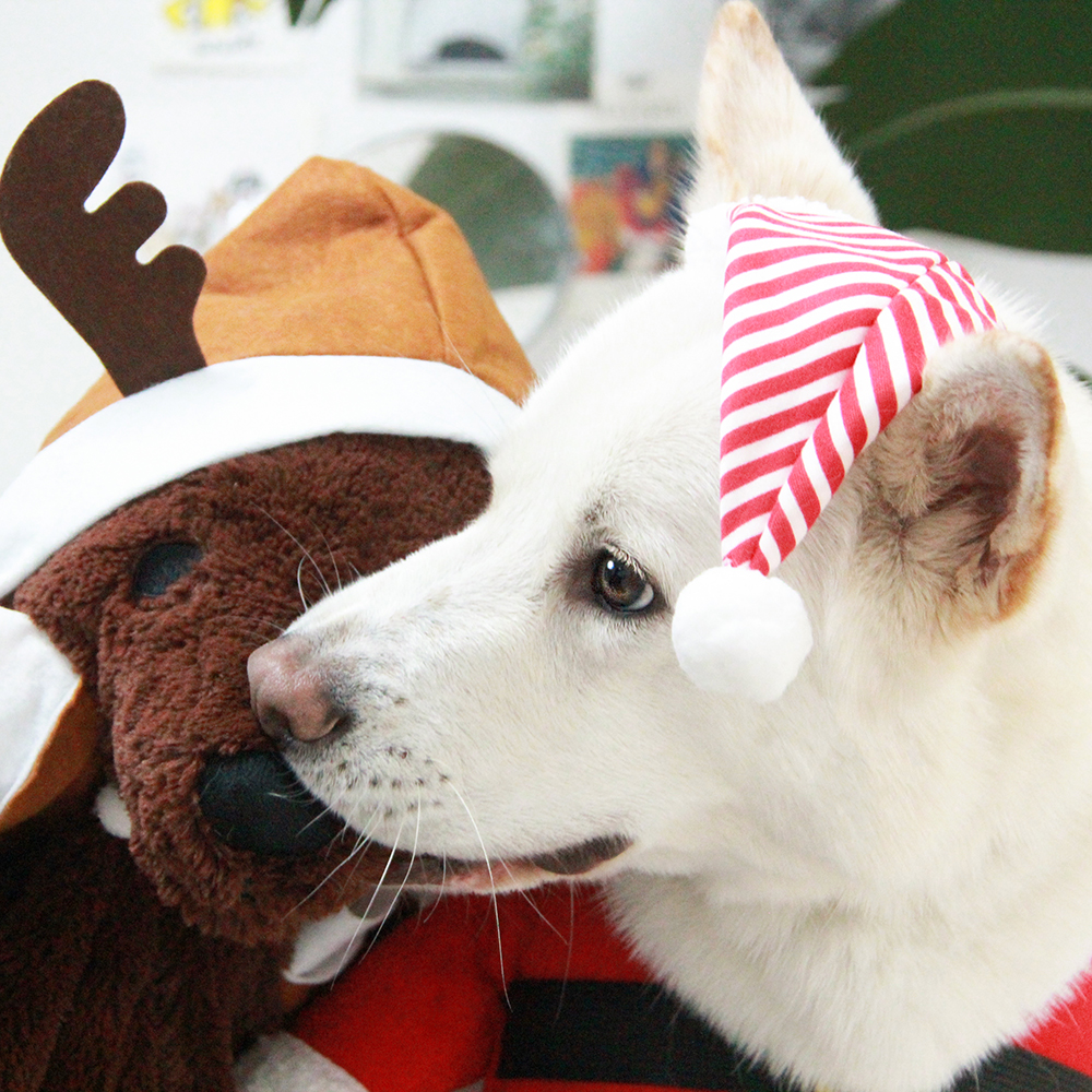 강아지산타옷 대형견 크리스마스 옷 망토 산타복 코스프레 할로윈