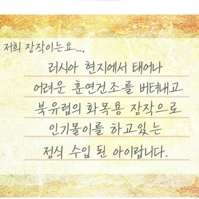 자작나무 캠핑용 장작 캠프 파이어 장작 벽난로 장작 - 상세 이미지 5