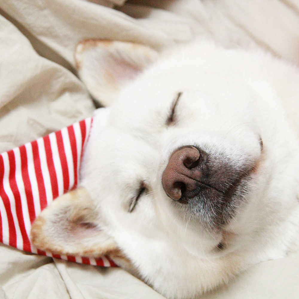 강아지산타옷 대형견 크리스마스 옷 망토 산타복 코스프레 할로윈