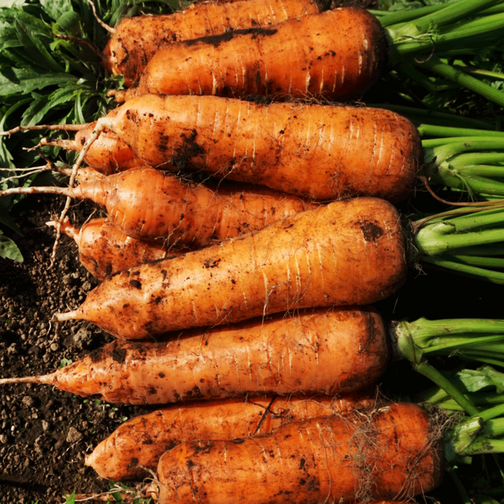 품질보증 제주 구좌 당근 3kg 흙당근