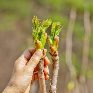 두릅나무 참두릅 묘목 모종 2년생 가시두릅 10주 고창 순창 실사용 후기 | 효과 있을까? - 상품 이미지 1
