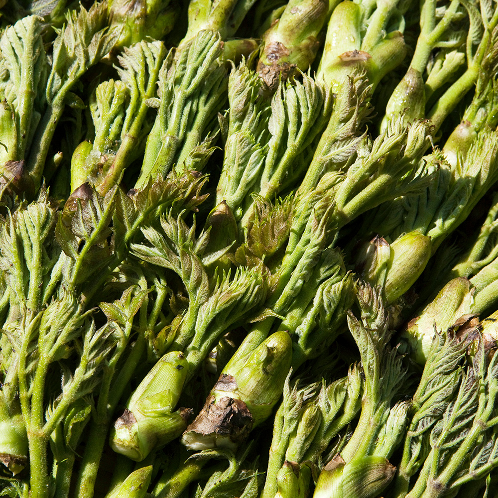 두릅나무 참두릅 묘목 모종 2년생 가시두릅 10주 고창 순창 이미지 4