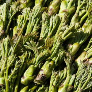 두릅나무 참두릅 묘목 모종 2년생 가시두릅 10주 고창 순창 실사용 후기 | 효과 있을까? - 상품 이미지 4