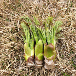 두릅나무 참두릅 묘목 모종 2년생 가시두릅 10주 고창 순창 실사용 후기 | 효과 있을까? - 상품 이미지 2