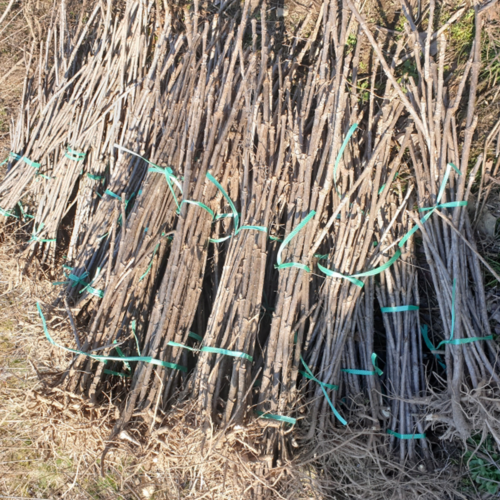 두릅나무 참두릅 묘목 모종 2년생 가시두릅 10주 고창 순창 이미지 3