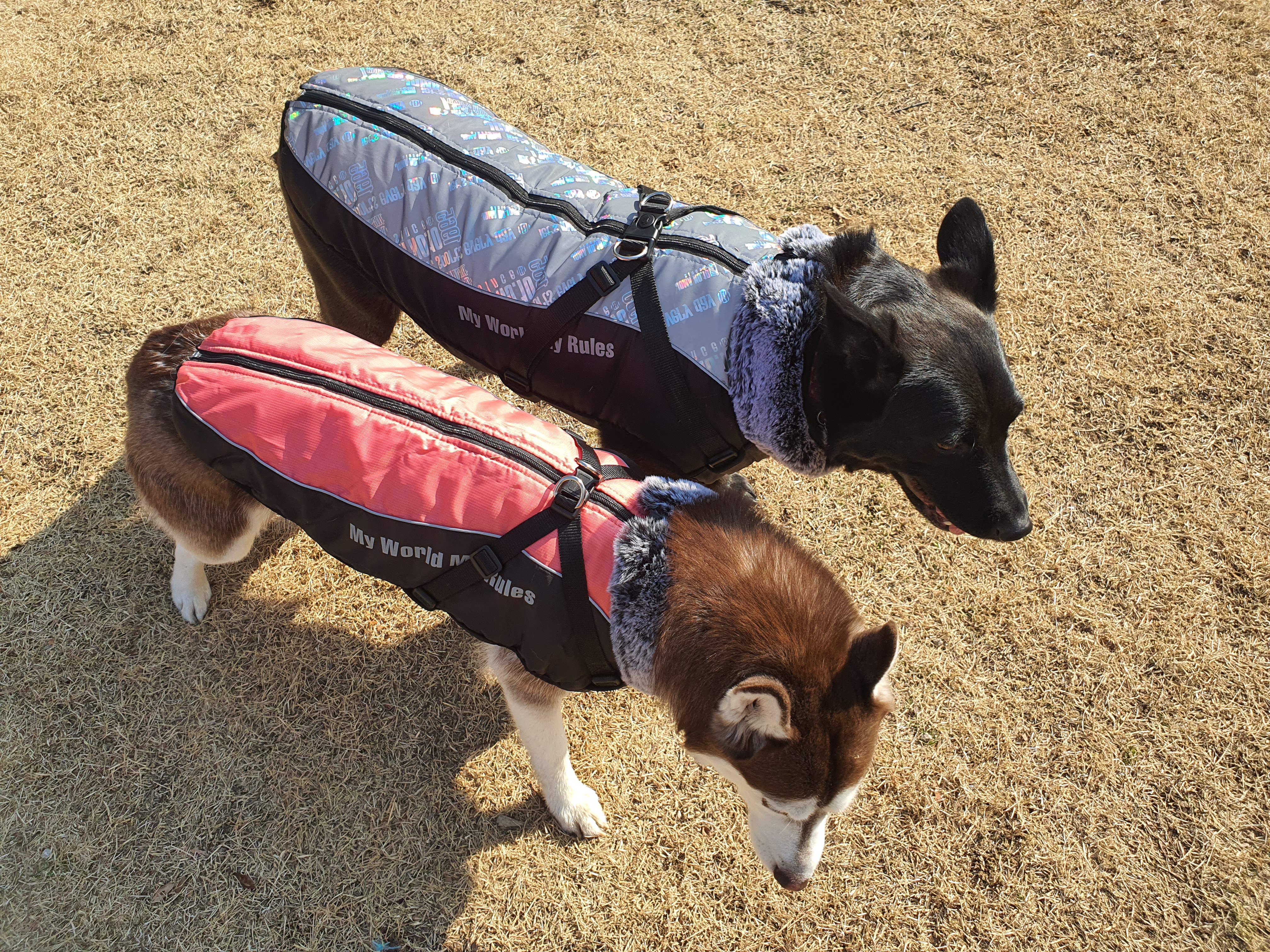 대형견패딩 강아지 애견 패딩 조끼 패딩하네스 xl