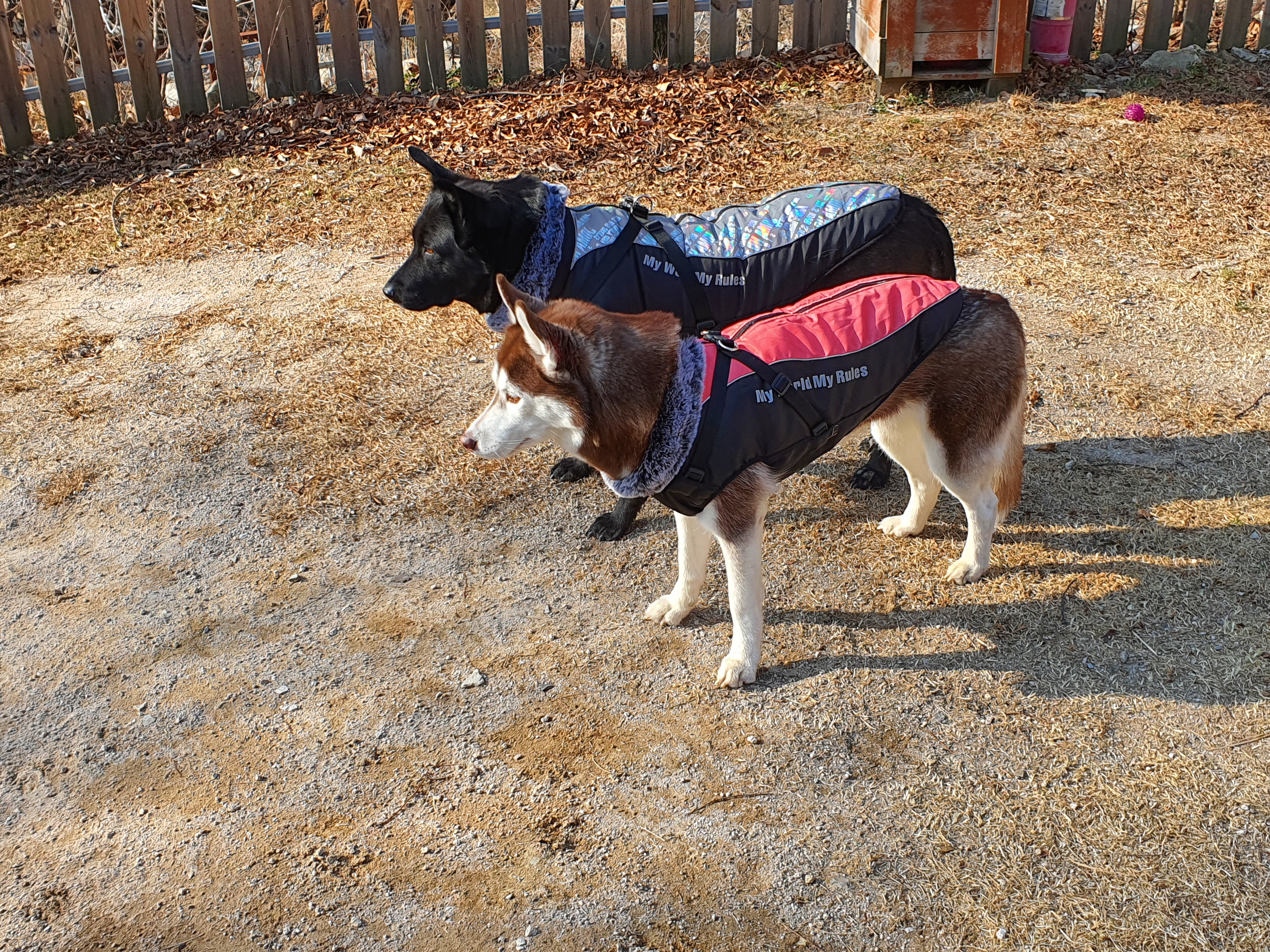 대형견패딩 강아지 애견 패딩 조끼 패딩하네스 xl