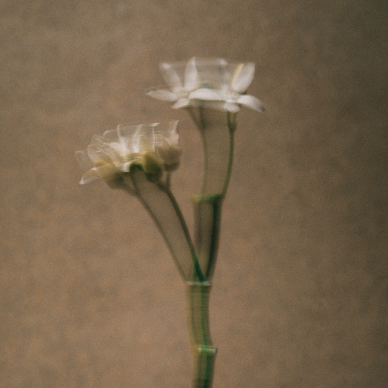 아로마티카 임브레이스 바디로션 네롤리 & 패츌리 300ML 고보습 진정 향좋은 바디크림