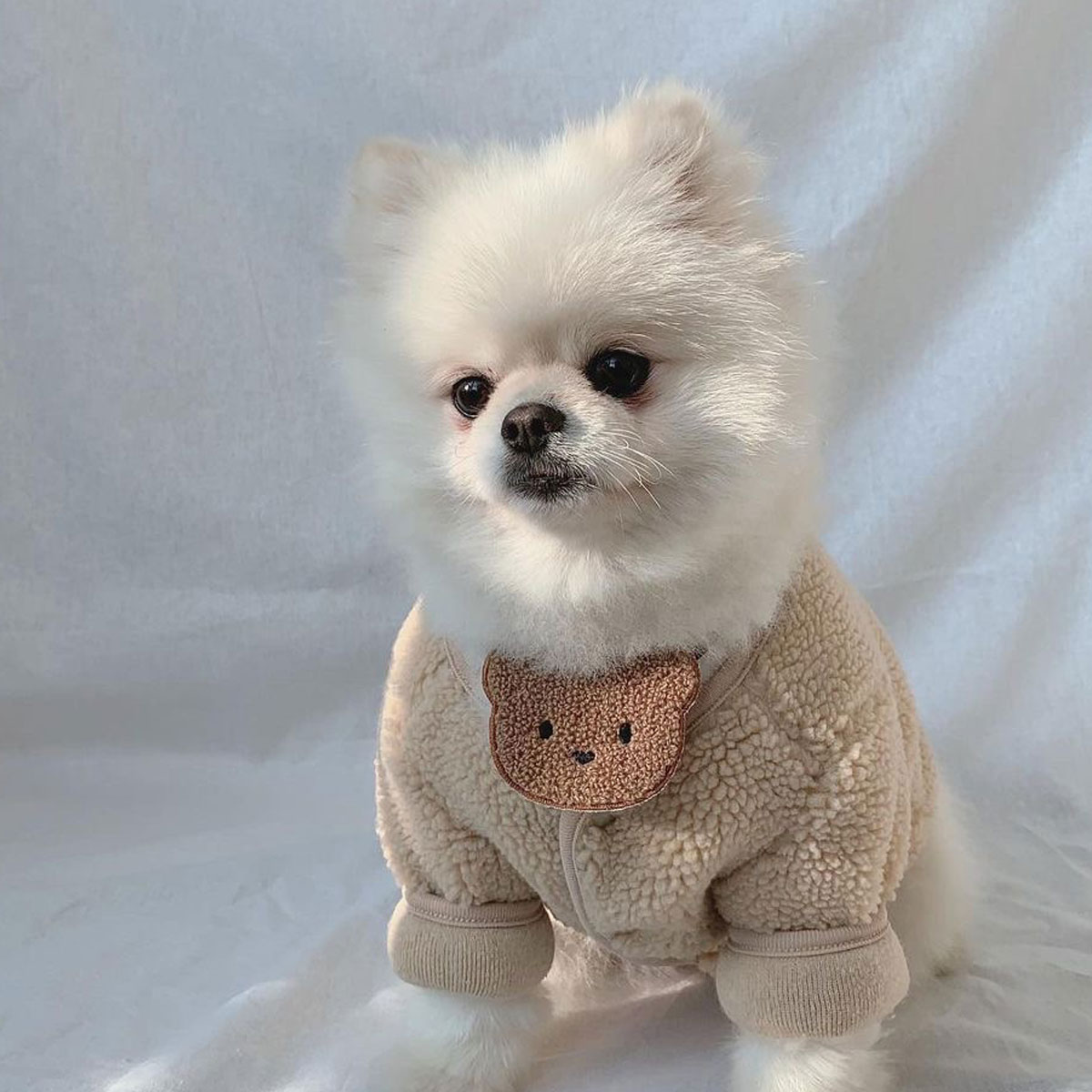 뽀글이 인식표 강아지 고양이 케이프 - 상세 이미지 2