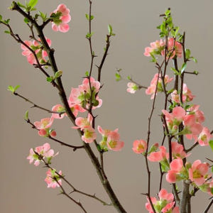 [주문폭주] 코랄 산당화 - 인플루언서 인테리어, 생화 제철 꽃가지 동양... 솔직 후기 | 실사용자 리뷰 분석 - 상품 이미지 1