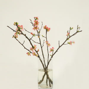 [주문폭주] 코랄 산당화 - 인플루언서 인테리어, 생화 제철 꽃가지 동양... 솔직 후기 | 실사용자 리뷰 분석 - 상품 이미지 4