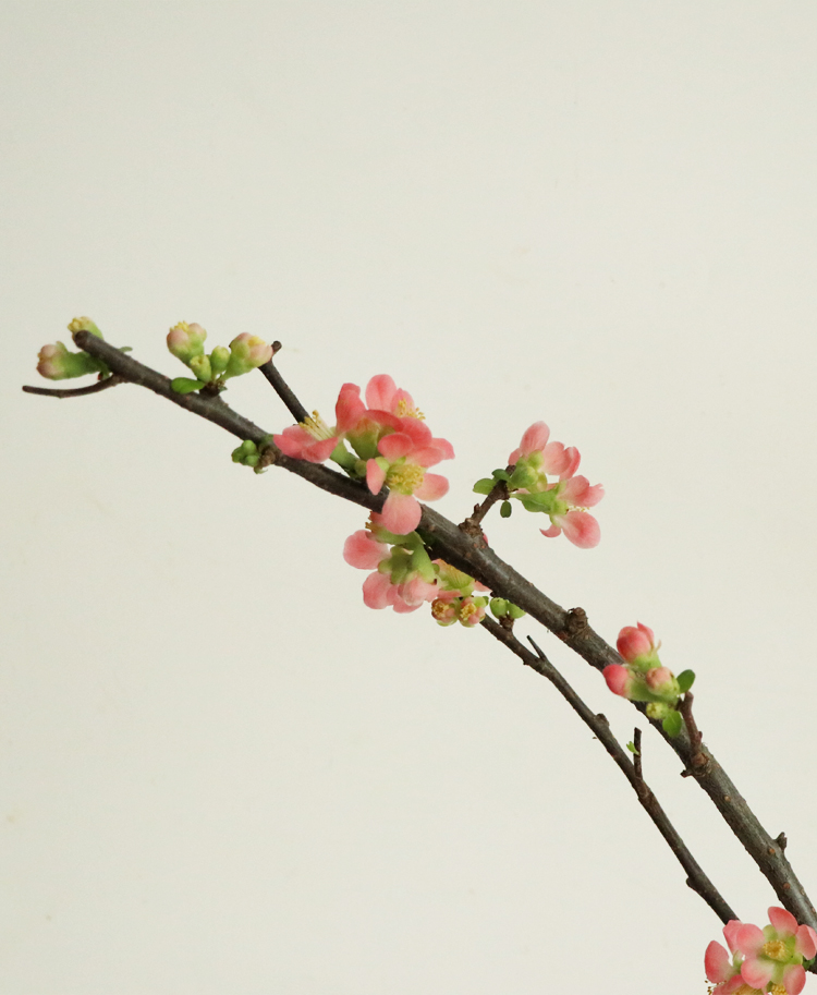 [주문폭주] 코랄 산당화 - 인플루언서 인테리어, 생화 제철 꽃가지 동양미 꽃배달 집꾸미기 정기구독 이미지 3