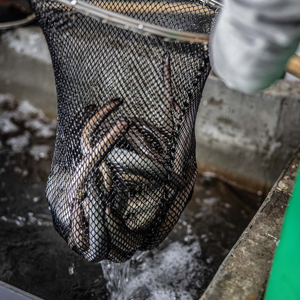 하루 두 번 한방사료 먹여 두툼한 천하장사 민물장어 600g (손질 전 1kg) 풀세트 - 상세 이미지 4