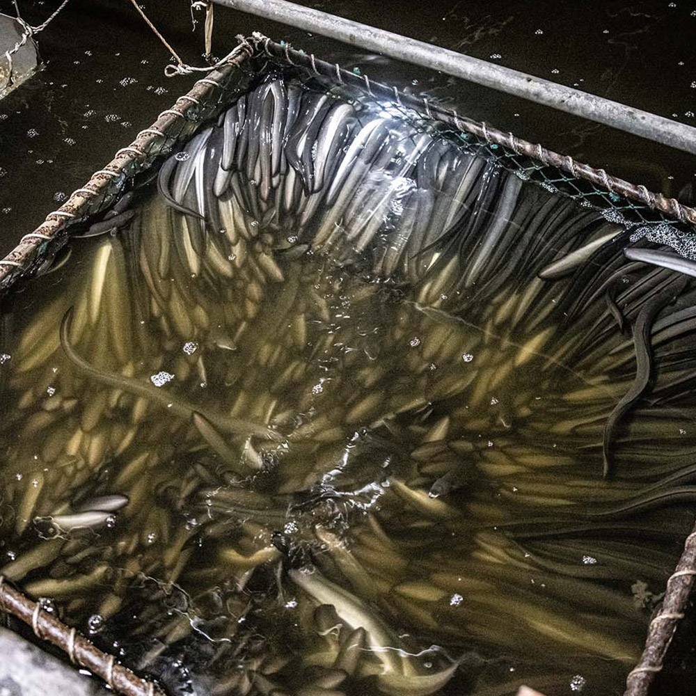 하루 두 번 한방사료 먹여 두툼한 천하장사 민물장어 600g (손질 전 1kg) 풀세트 - 상세 이미지 5