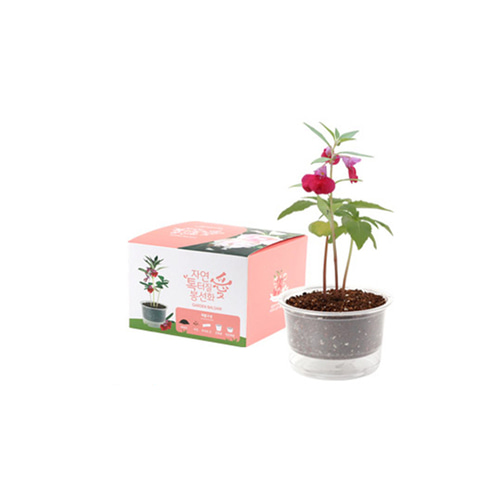 방울토마토 해바라기 강낭콩 바질 봉선화 키우기 1세트+1세트 이미지 8