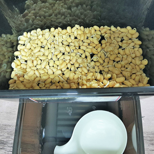 콩나물키우기 재배키트 국산콩나물콩 100g 포함 이미지 8