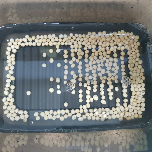 콩나물키우기 재배키트 국산콩나물콩 100g 포함 이미지 7
