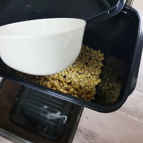 콩나물키우기 재배키트 국산콩나물콩 100g 포함 이미지 6