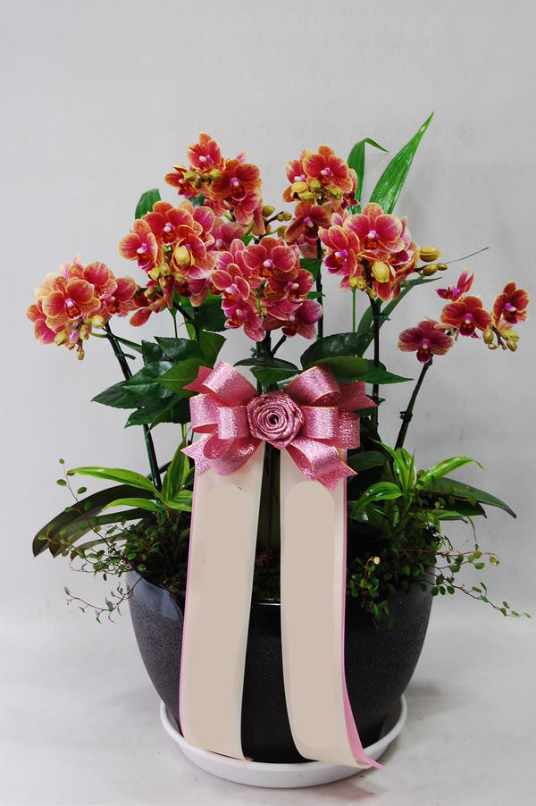주황 호접란 (대) 가격 비교 Blossomy 주황 호접란 (대)