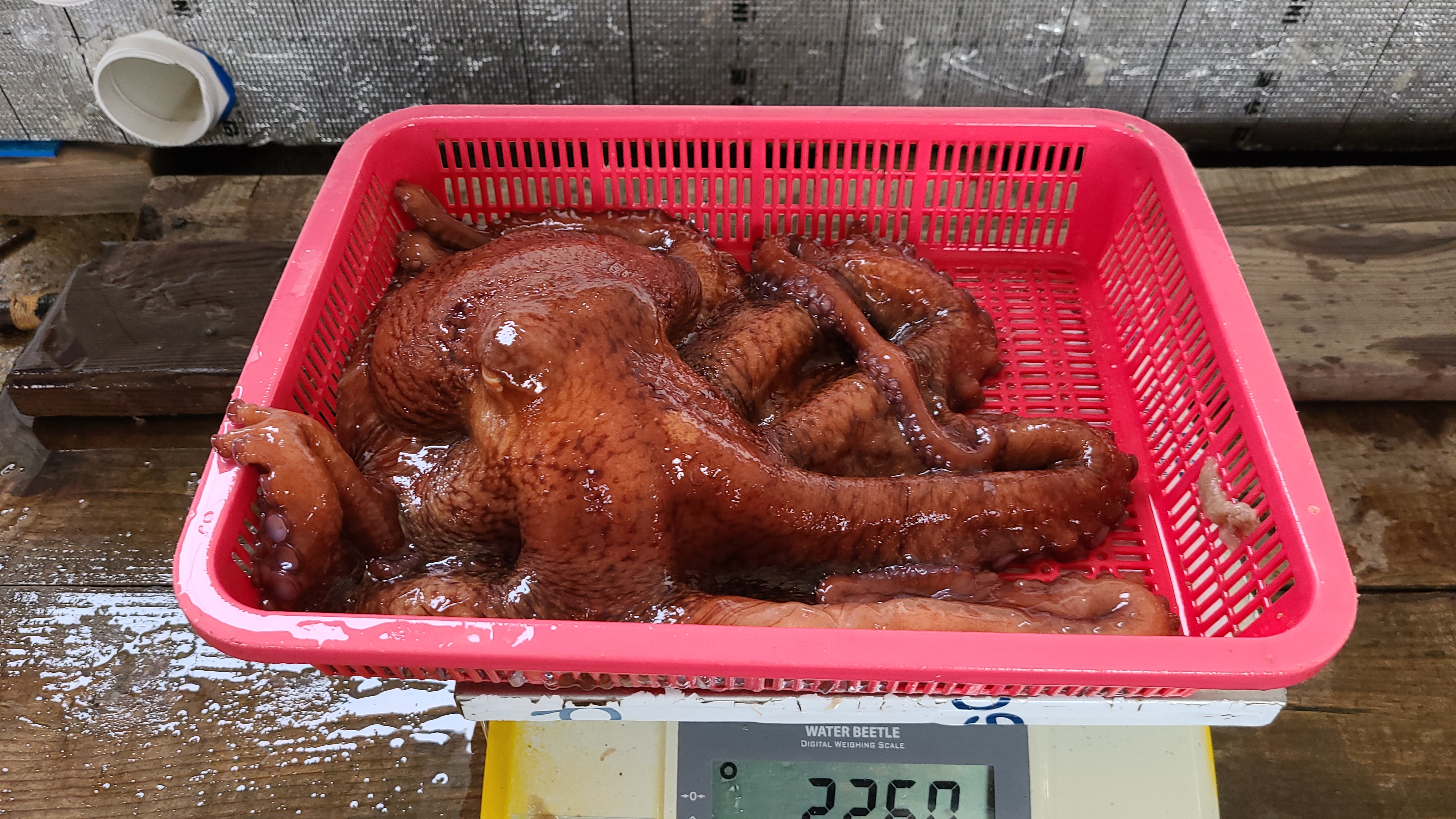 동해 삼척 문어 대왕 자숙 문어 대문어 구매가이드 생물 문어 후기 문어 1.5kg
