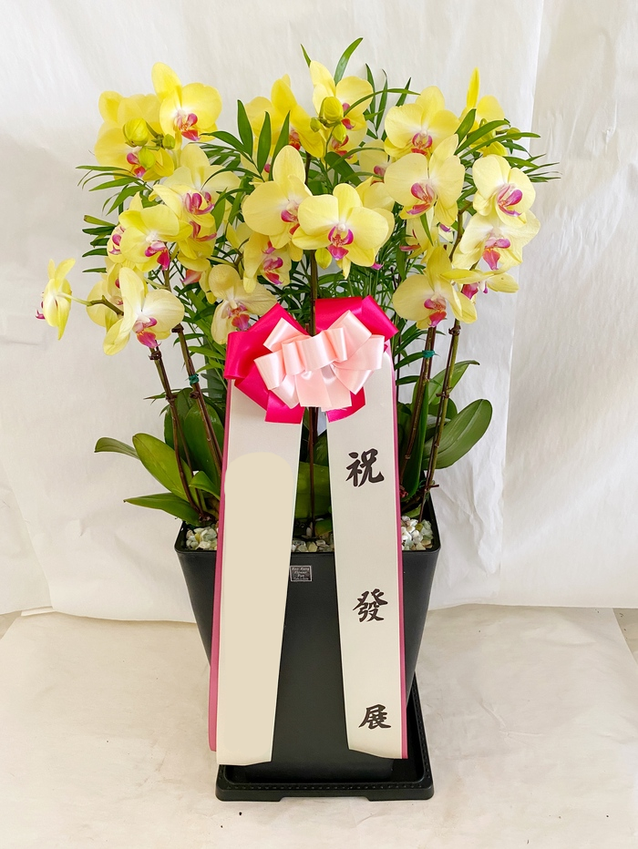 노랑 호접란 (대) 서양난 서양란 고급난 배달 승진 인사이동 축하 취임 팔순 영전 난배송