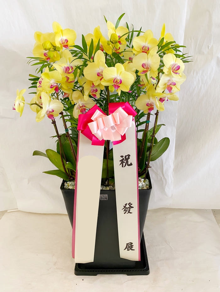 노랑 호접란 (대) 서양난 가격 비교 Blossomy 노랑 호접란 (대) 서양난