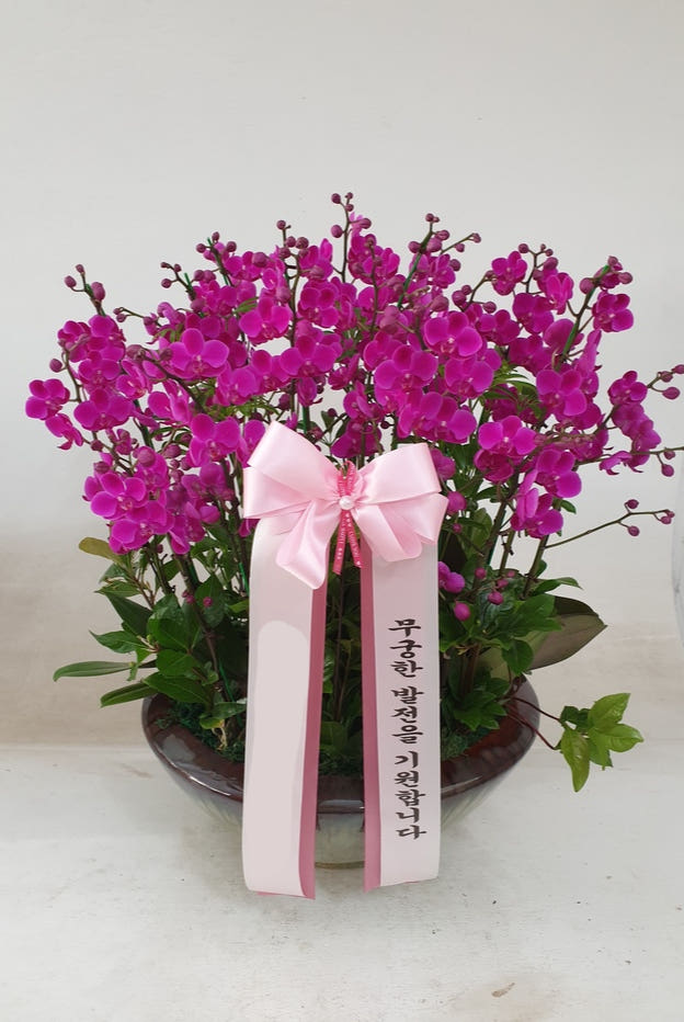 분홍 만천홍 서양난 칠순 팔순 축하 가격 추이 Blossomy 분홍 만천홍 서양난 칠순 팔순 축하 - 최저가 200,000원