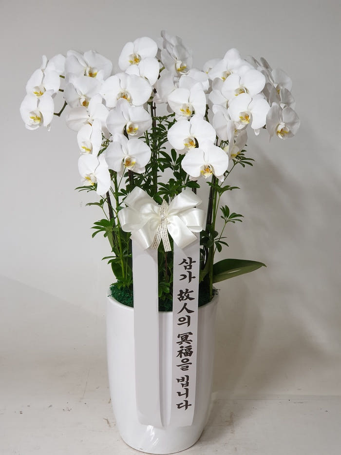 Blossomy 하얀 호접란 특대 서양란 - 최저가 120,000원