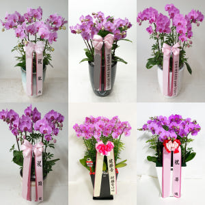 분홍 호접란 (대) 칠순 팔순 서양란 서양난 난배달 상견례 승진 축하 개... 솔직 후기 | 실사용자 리뷰 분석 - 상품 이미지 2